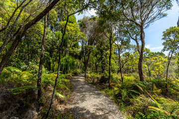 Wall Mural - Path through the Waipoua Kauri Forest on New Zealand