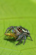 jumping spider feeding on young lynx spider on green leaf
