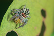 jumping spider feeding on lynx spider on green leaf