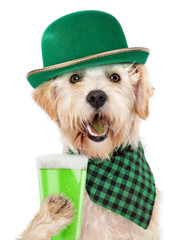 Wall Mural - St Patricks Day Dog Drinking Green Beer