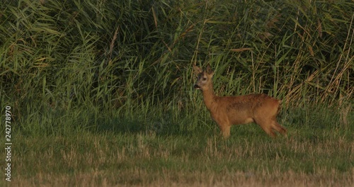 Fotografia roe deer on a meadow with common cranes