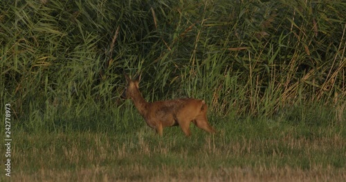 Papel de parede roe deer on a meadow with common cranes