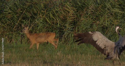 Tela roe deer on a meadow with common cranes