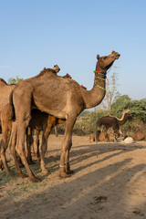 Wall Mural - Camels in desert Thar during Pushkar Camel Fair, Rajasthan, India