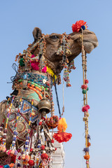 Wall Mural - Decorated head of a camel in desert Thar during Pushkar Camel Fair, Rajasthan, India. Close up