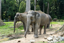 PAHANG, MALAYSIA - October 21, 2018: Kuala Gandah Elephant Sanctuary In Pahang, Malaysia.
