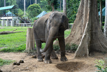 PAHANG, MALAYSIA - October 21, 2018: Kuala Gandah Elephant Sanctuary In Pahang, Malaysia.