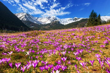 Chocholowska valley at spring in Poland