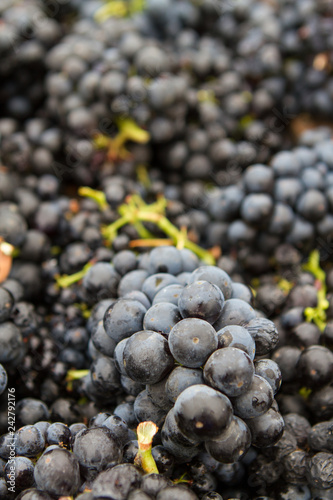 Fotografie, Obraz Packed Sweetness - Red wine grape clusters collected for crush (harvest)