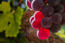 Second Crop Glow - Red Grapes Glow In The Morning Sunshine. Dry Creek Valley, Sonoma County, California, USA