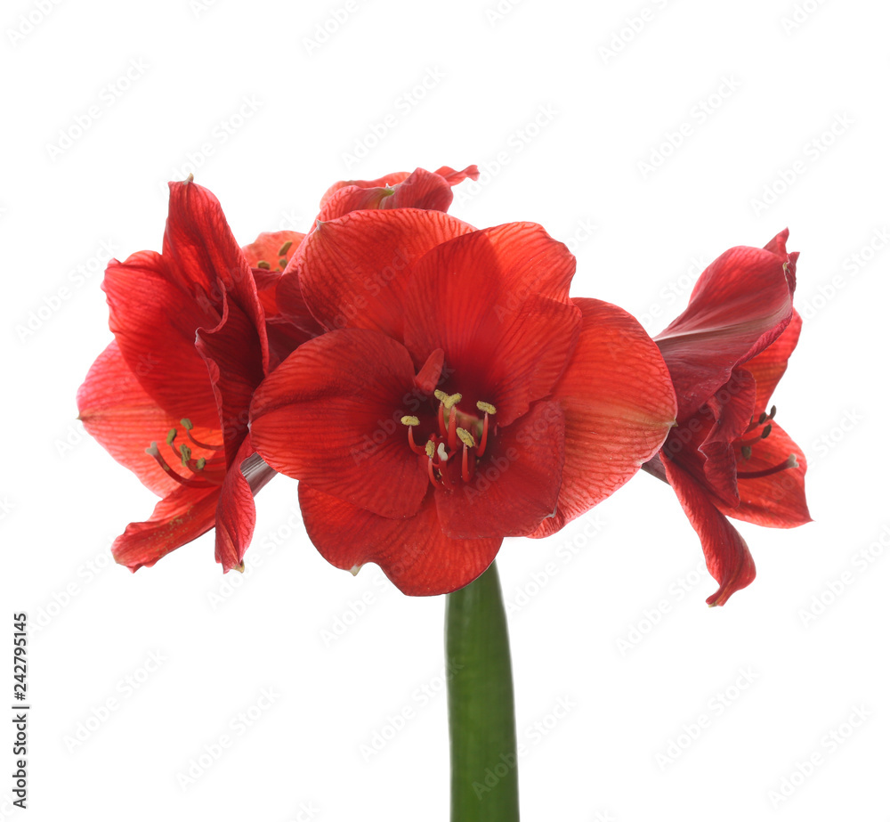 Beautiful tropical flowers on white background