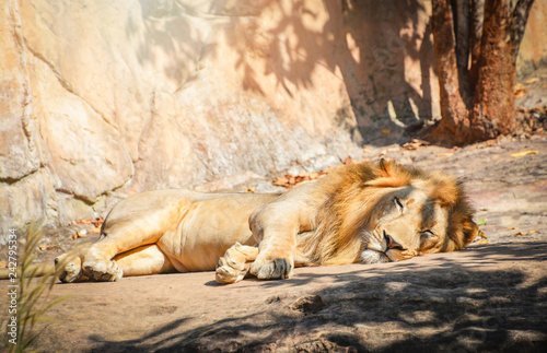 Male Lion Lying Relaxing On Floor Stone Safari King Of The Wild