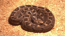 Odessa, Ukraine - 24th Of June, 2017: 4K At The Exhibition Of Dangerous Snakes - Ground Rattlesnake Coiled In Terrarium
