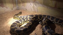 Odessa, Ukraine - 24th Of June, 2017: 4K At The Exhibition Of Dangerous Snakes - Paraguayan Anaconda In Terrarium Turns Its Head