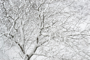 snow covered tree branches