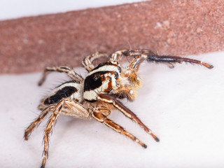 Plexippus paykulli