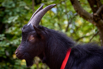 Domestic goat in the farm