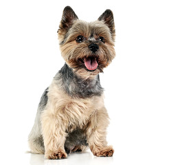 Yorkshire Terrier sitting in white studio background