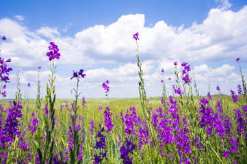 Spring or summer background with flowers, cloudy sky