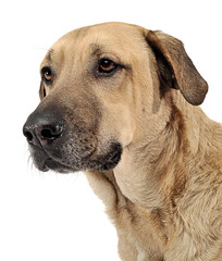 mixed breed  brown dog portrait in a white backgound studio