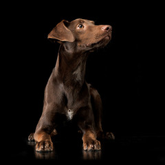 Funny ears mixed breed brown dog lying in black studio background