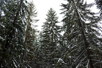 Wall Mural - winter forest