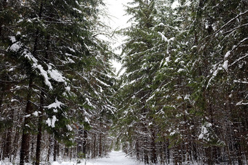 Wall Mural - winter forest