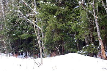 Wall Mural - winter forest