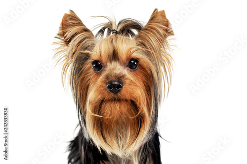 Very Nice Long Hair Yorkshire Terrier In Studio Buy This Stock
