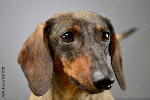 Portrait Of An Adorable Short Haired Dachshund Buy This Stock