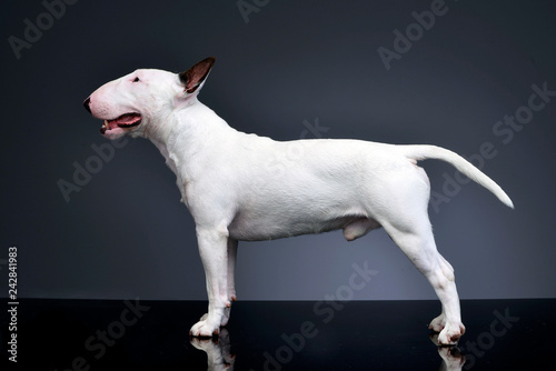 Cuadros en Lienzo Studio shot of an adorable Bull terrier