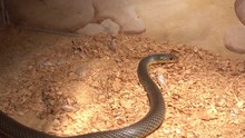 Odessa, Ukraine - 24th Of June, 2017: 4K At The Exhibition Of Dangerous Snakes - Zoom Out Small Head And Big Body Of European Whip Snake In Terrarium