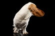 Studio shot of an adorable Basset hound