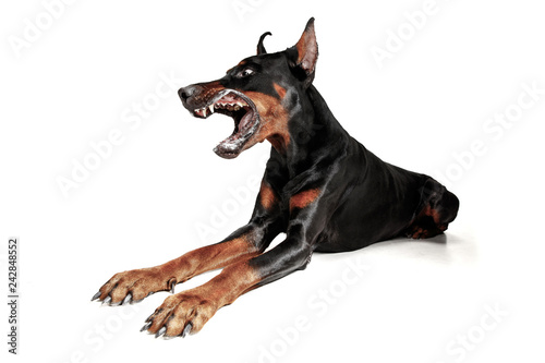 Doberman dog Isolated on white background in studio Poster Mural XXL