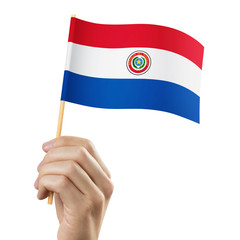 Hand holding flag of Paraguay, isolated on white background