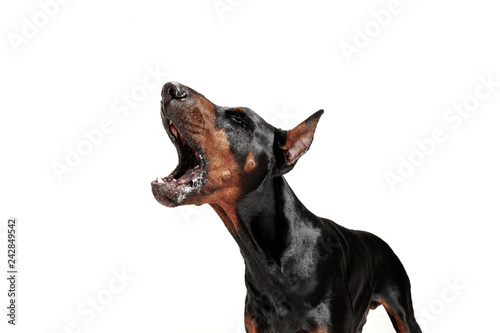 Photographie Doberman dog Isolated on white background in studio