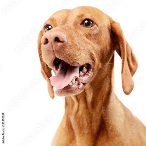 Fotomural Portrait of an adorable Hungarian vizsla