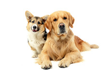 Two Dogs Free Stock Photo - Public Domain Pictures