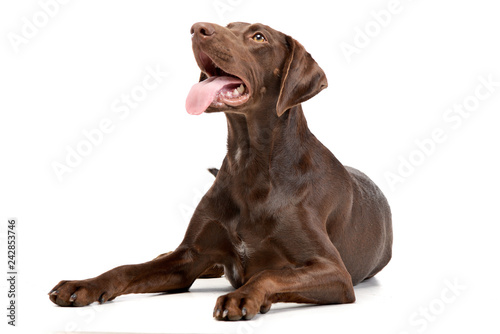 Fotografie, Obraz Studio shot of an adorable mixed breed dog