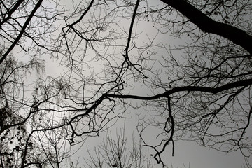  Winter Baum Ast Zweige