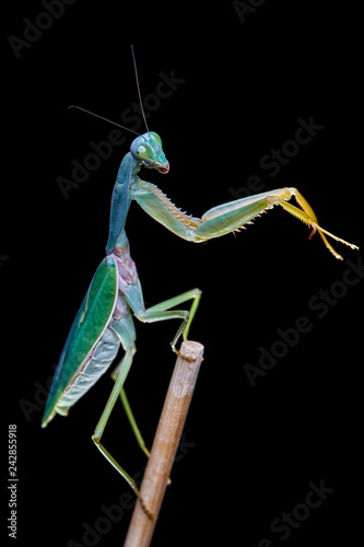 Fotografie, Obraz Giant Malaysian shield praying mantis Rhombodera Basalis resting on a tree