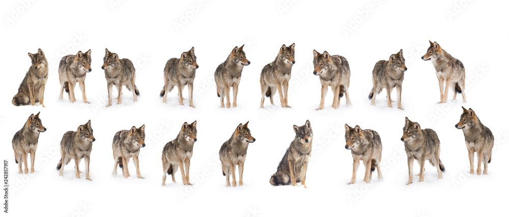 Obraz na płótnie pack of wolves w salonie
