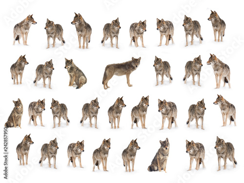 collage of wolves  (canis lupus) isolated Canvas Print