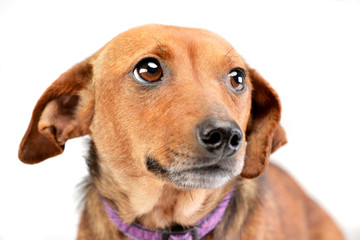 Portrait of an adorable mixed breed dog