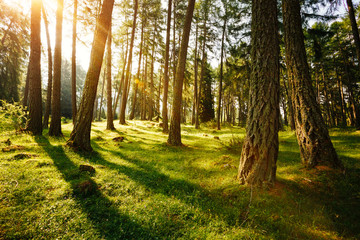 Wall Mural - Magical woods in the morning sun. Fairy forest in springtime.