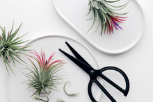 Tillandsia Air Plant On A White Background, Creative Flat Lay Minimal Gardening Concept