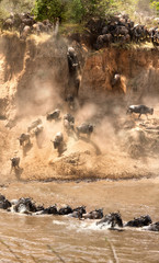 Wall Mural - Wildebeest jump from the banks of the Mara