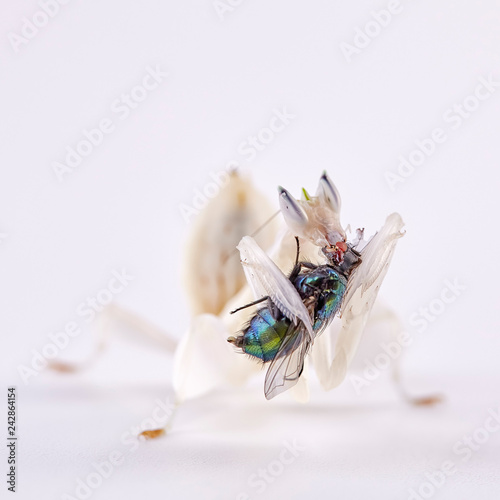 Female Hymenopus Coronatus Also Known As Malaysian Orchid Mantis In Front Of White Background Buy This Stock Photo And Explore Similar Images At Adobe Stock Adobe Stock
