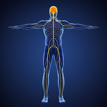 Human Nervous System Illustration