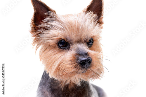 Cuadros en Lienzo Portrait of a cute Yorkshire Terrier